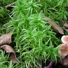 Sparriges Torfmoos (Sphagnum squarrosus)