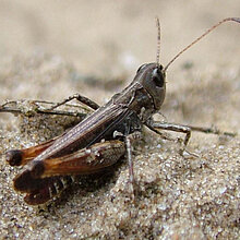 Gefleckte Keulenschrecke