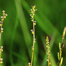 Sumpf-Dreizack (Triglochin palustre)