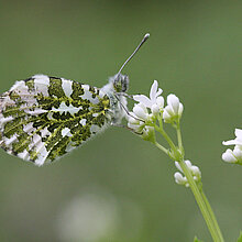 Aurorafalter auf einer Blüte.