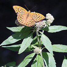 Kaisermantel (Argynnis paphia)