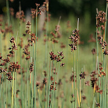 Salz-Teichbinse Blütenstand