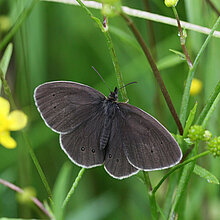 Schonsteinfeger - Schmetterling