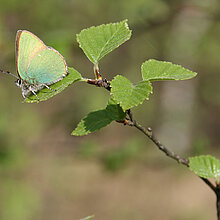 Der Brombeer-Zipfelfalter
