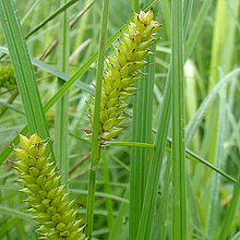 Schnabel-Segge mit Blütenstand