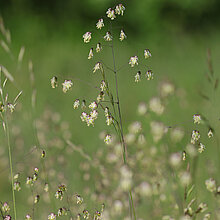 Mittleres Zittergras