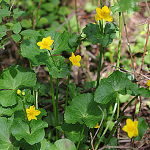 Sumpfdotterblume mit gelben Blüten.