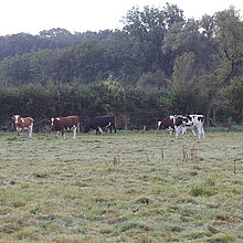Rinder auf der Weide.