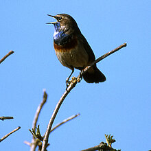 Blaukehlchen auf einem Zweig.