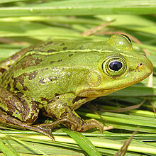 Kleiner Wasserfrosch