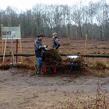 Maßnahmen am Torfstich 1: Heide-Mahdgutübertragung mit Ehrenamtlichen im Januar 2017 (Erosionsschutz Torfdamm, Optimierung Lebensraum Kreuzotter).