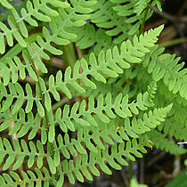 Sumpffarn Blatt