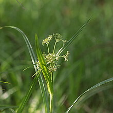 Wald-­Simse (Scirpus sylvaticus)