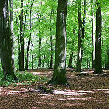 Blick in den Buchenwald.