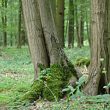 Blick in den Eichen-Hainbuchenwald.