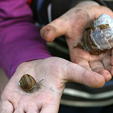 Kinderhand mit Schnecke