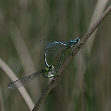 Hufeisen-Azurjungfer - Libelle