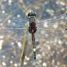 Große Moosjungfer Libelle
