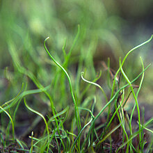 Gewöhnlicher Pillenfarm (Pilularia_globulifera)