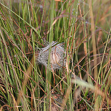 Wespenspinnen Kokon im Gras