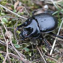 Stierkäfer