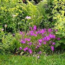 Naturnaher Garten am Alten Hof Schoppmann.