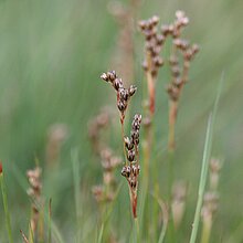 Sparrige Binse (Juncus squarrosus). Bestand in NRW gefährdet (Rote Liste NRW 2020)