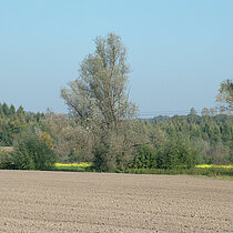 Feld an der Vechte