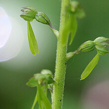 Großes Zweiblatt (Listera ovata)