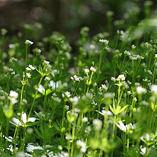 Waldmeister (Galium ododratum)
