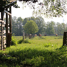 Rinder auf der Weide