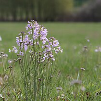 Wiesen-­Schaumkraut (Cardamine pratensis)