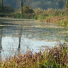 Spätsommer an den Fischteichen.