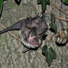 Bechsteinfledermaus (M. Olthoff)