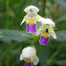 Bunter Hohlzahn (Galeopsis speciosa)