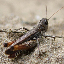 Keulenschrecke