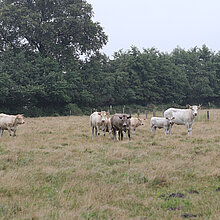 Rinder auf der Weide