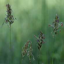 Gewöhnliches Ruchgras Ähren