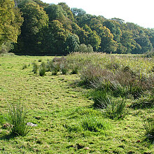 Feuchtweide in der Bachniederung.