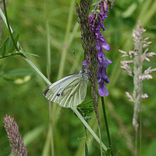Grünader Weißling - Schmetterling