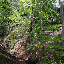 Kerbtal im Wald.