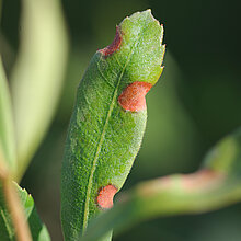 Vom Pilz befallene Blätter.