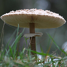 Parasol Pilz