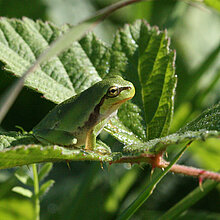 Laubfrosch