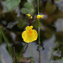 Verkannter Wasserschlauch (Utricularia_australis)