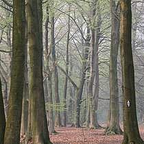 Buchenbestand