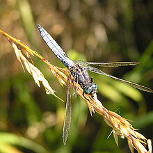 Kleiner Blaupfeil Libelle