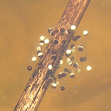 Laubfroschlaich - Walnussgroßes Klümpchen an Wasserpflanzen