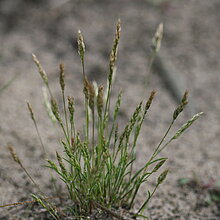 Auf Kuppen und unter den lichten Kiefernbeständen kommt die Frühe Haferschmiele (Aira praecox) in größeren Beständen vor. 