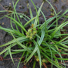 Späte Gelb-Segge (Carex oederi)